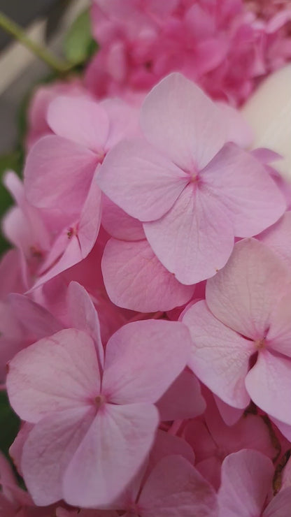 PEACH BLOSSOM
